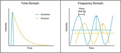 A Review of New High-Throughput Methods Designed for Fluorescence Lifetime Sensing From Cells and Tissues